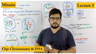 Mitosis  Stages of Mitosis  Cell cycle  Lecture 3 [upl. by Akemej]