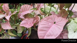 Pink SyngoniumArrowhead secret of growing from cuttingIndoor air purifier carePotting soil mix [upl. by Ymassej]