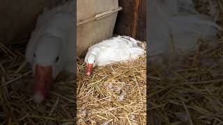 Sebastopol goose sitting on her nest [upl. by Tiffanie]