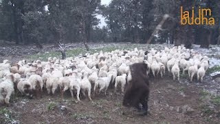 milking sheep  झरिमा गोठालो दुध दुहदै  sheep farm [upl. by Llert]