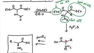 Synthesis of Amino Acids and Polypeptides [upl. by Matti441]