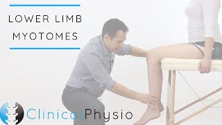 Lower Limb Myotomes  Clinical Physio [upl. by Lonnard889]