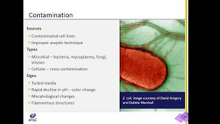 Cell Culture 101 Microbial Contamination [upl. by Nayr]