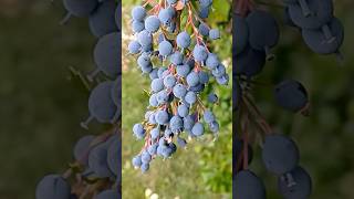 Berberis Darwinii vs Mahonia wildfood foraging [upl. by Okun]