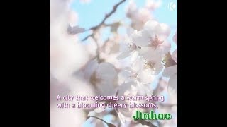 KBS NEWS Gyeongnam The city covered with pink blossoms Jinhae 20170408 Sat [upl. by Acirej]