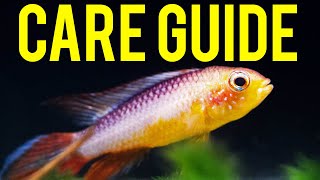 Apistogramma Agassizii ​Care Guide  Colorful Centerpiece Fish for Nano Tanks [upl. by Lydia]