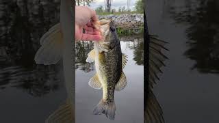 Ogeechee river bass fishing ogeecheeriver bassfishing [upl. by Bevus]