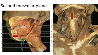 ANATOMY OF THE SUBMANDIBULAR REGION [upl. by Aihsak]