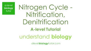 Nitrogen Cycle  Nitrification Denitrification Nitrosomonas OCR A Eduqas Edexcel AQA [upl. by Liza832]