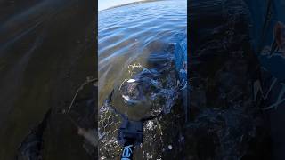 NetCam Kayak Fishing Smallmouth Bass OG TheOriginal Susquehanna Fishing River Water Jump [upl. by Gun43]