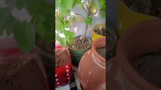 Eranthemum plant shortsvideo [upl. by Ablem]