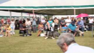 Bearded Collie Blackpool Championship dog showm4v [upl. by Alyworth300]