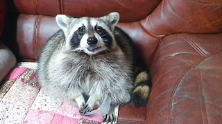 Raccoon finishes grapes gives bowl back to owner for more [upl. by Dee741]