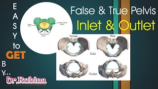 Pelvic inlet amp outlet  True amp False  Greater amp Lesser pelvis  Boundaries Pelvic brim  3D anatomy [upl. by Aniahs]