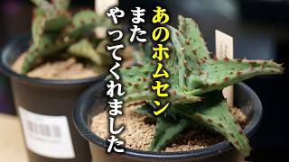 この値段で売ってるの！？またコ〇リでレアな観葉植物を見つけてしまいました【アロエ】 [upl. by Tuhn307]