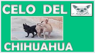 🤔 Cómo saber 🤔 cuándo una chihuahua está en 🐕 celo 🐕 [upl. by Telford267]