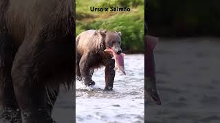 Urso pescando salmão [upl. by Asante]