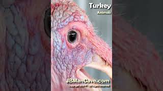 TURKEY Bird Sound JBManCavecom Shorts [upl. by Gracye277]