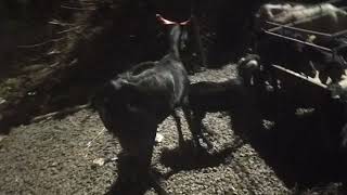 osmanabadi Goat available for selling kontyak no 9359344322 [upl. by Anada]