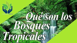 Bosque Tropical características tipos ecosistema [upl. by Holland]