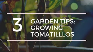 Growing Tomatillos [upl. by Weigle]