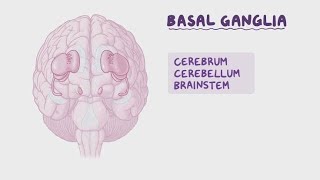 Basal GangliaCorpus StriatumVery Easy [upl. by Marcy768]