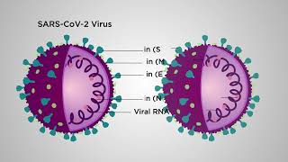 Can a virus neutralization test be reinvented for cuttingedge diagnostics [upl. by Yelahs28]