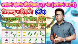 ১৬৫মেন্ডেলের দ্বিতীয় সূত্রGregor Mendel  HSC ১১শ অধ্যায় Biology 2nd Paper Chapter 11 P3 [upl. by Galliett]