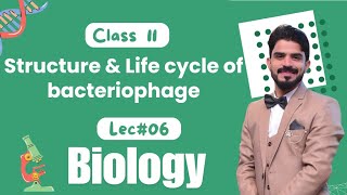 Structure amp Life cycle of bacteriophage  Chapter 05  Variety of life  Biology Class 11 [upl. by Frazer]