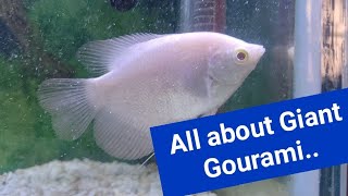 All about Giant Gourami Fish Care Tank Mates Food and Tank Size🌊🐟 [upl. by Boothe]