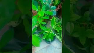 Euphorbia bicompacta plantseuphorbiahouseplant nature [upl. by Ecirahc]