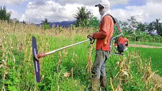 MAKIN TEBAL DAN TINGGI RUMPUT NYA mesin rumput 4tak [upl. by Quiteria]