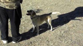 Amazing Hunting Dog and Falcon Team [upl. by Fredette]