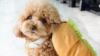 Toy Poodle  Funny Poodles  Poodle Puppy  Cute Poodle – Poodle Video Compilation 1 [upl. by Petracca]