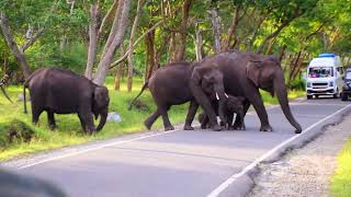 masinagudi mudumalai bandipurtigerreserve elephant calf wild elephant 🐘 [upl. by Lizzy]