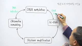 23DNA methylation  ncRNADNA repair [upl. by Ferrell655]