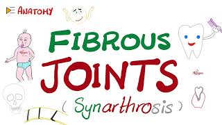 Fibrous Joints Synarthrosis  Anatomy Basics [upl. by Etnahs819]