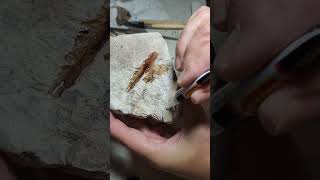 Conserving glossopteris fossil with super glue [upl. by Idnaj]