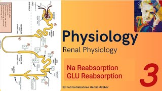 Renal Physiology  Na Reabsorption and GLU Reabsorption [upl. by Kazim]