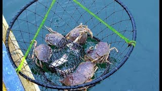 MUD CRAB CATCHING AT BRACKISH WATER LAKE [upl. by Claudina]