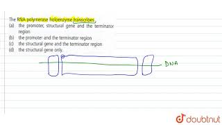 The RNA polymerase holoenzyme transcribes [upl. by Adalbert81]