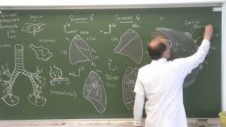 Thorax 8  Trachée bronches poumons plèvre Descriptive anatomy of the respiratory tract [upl. by Katherine]