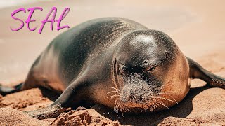 What sounds does a seal make Seal Sounds [upl. by Akerley]