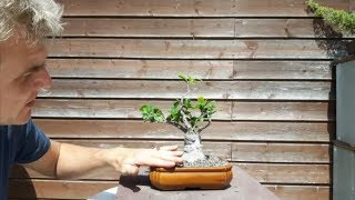 Ficus bonsai Ginseng I  3 [upl. by Auhsot]