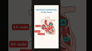 electrical conductivity of the heart AV NodeAV BundlePurkinje Fiberstrendingshorts [upl. by Brear329]