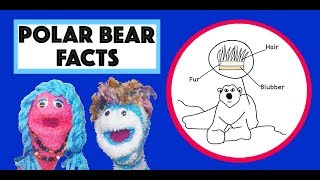 Polar Bear Song  Learn about the Polar Bear  Arctic Animals for Kids  Storytime Annie amp Rocco [upl. by Aisan]