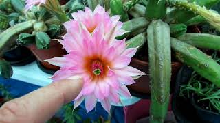 My Echinocereus scheeri gentryi Cactus  The Cucumber Cactus in MAGNIFICENT Bloom [upl. by Deth]