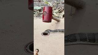 Chỉ là rắn snake cobra handtrap wildlife reptiles easytrap walltrap [upl. by Clyve]