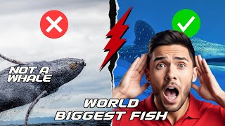 Uncovering the Secrets of the Worlds Largest Fish [upl. by Atsyrc203]