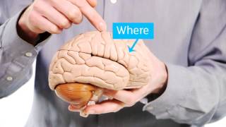 Your Amazing Brain  Dementia Explained  Alzheimers Research UK [upl. by Nojed844]